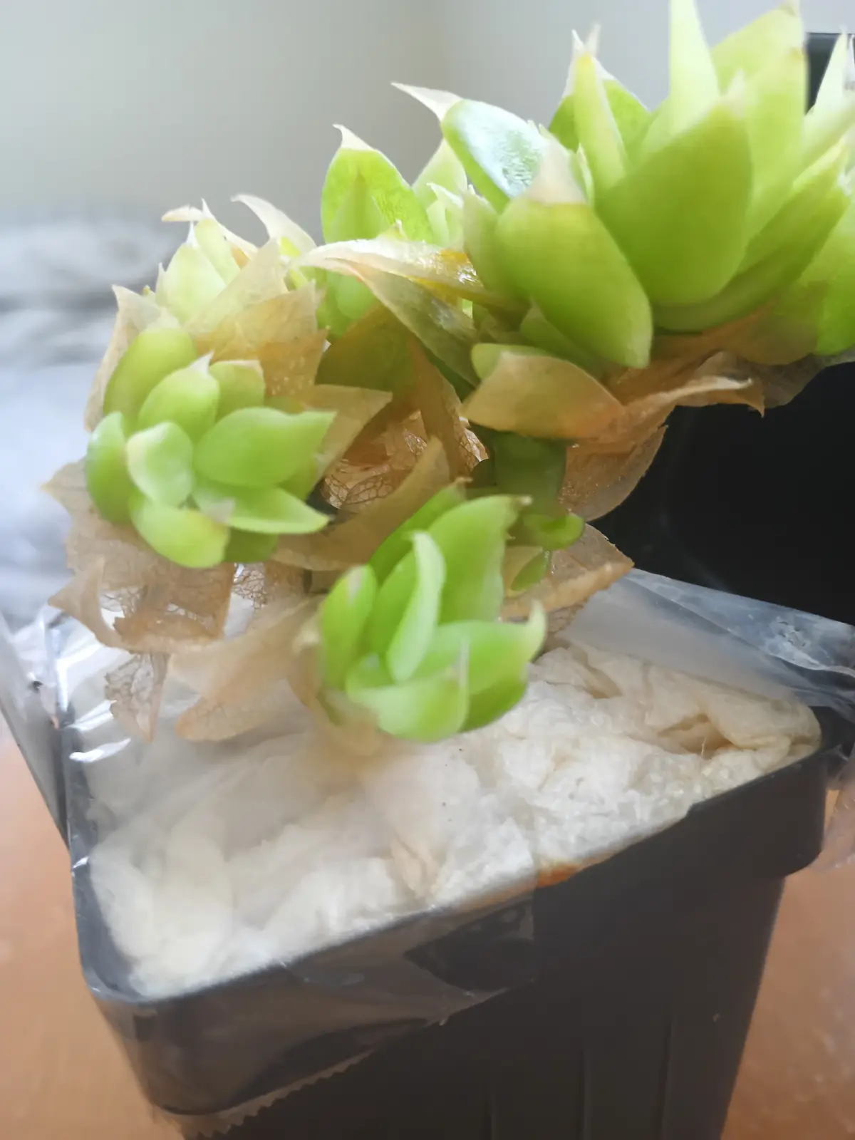 A close-up photo shows a succulent plant with several green, fleshy leaves emerging from a black plastic pot. The plant is…