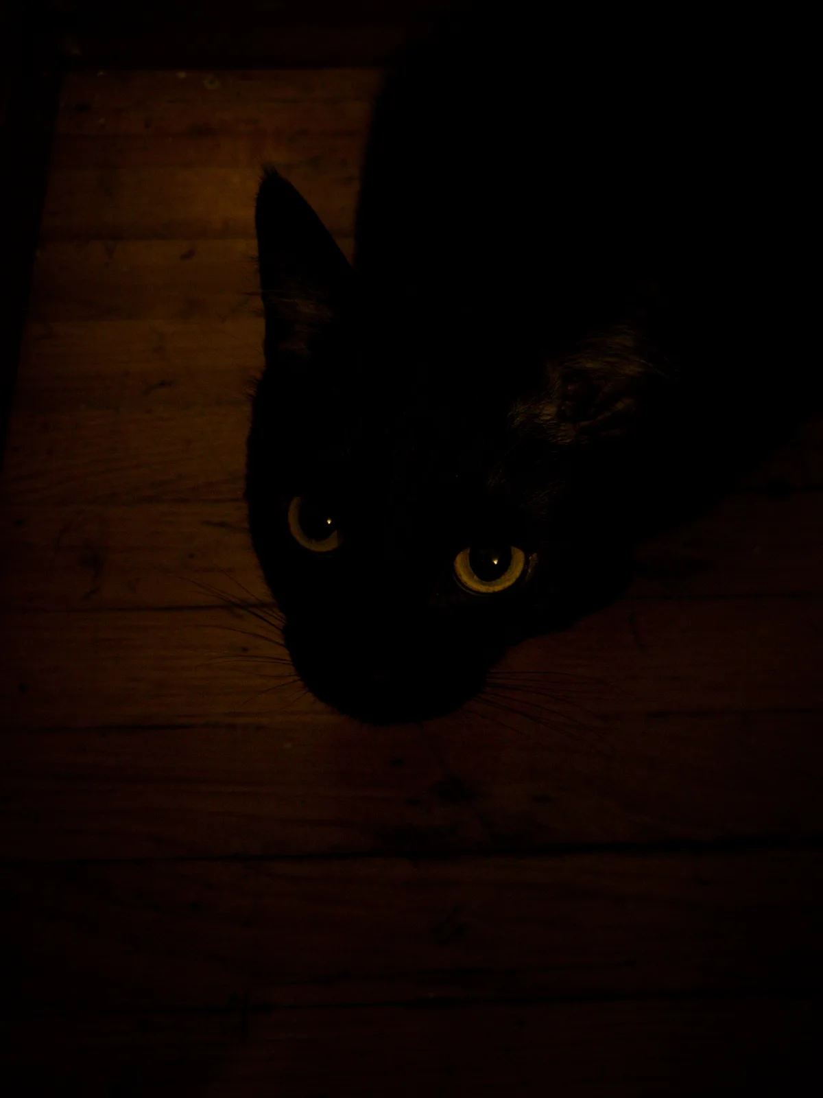 A black cat's face is partially illuminated in a dark room, showing glowing yellow eyes and whiskers against a wooden floor…