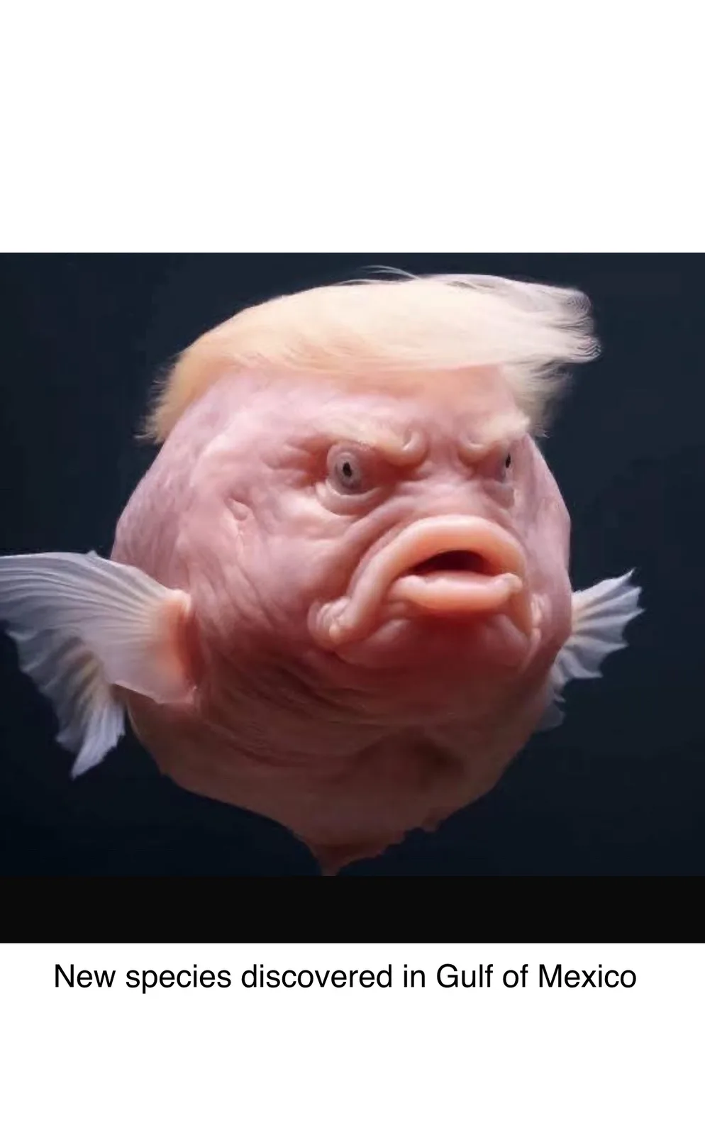 A close-up image of a pink, wrinkled fish with a distorted, angry human-like face and a distinctive blond comb-over…