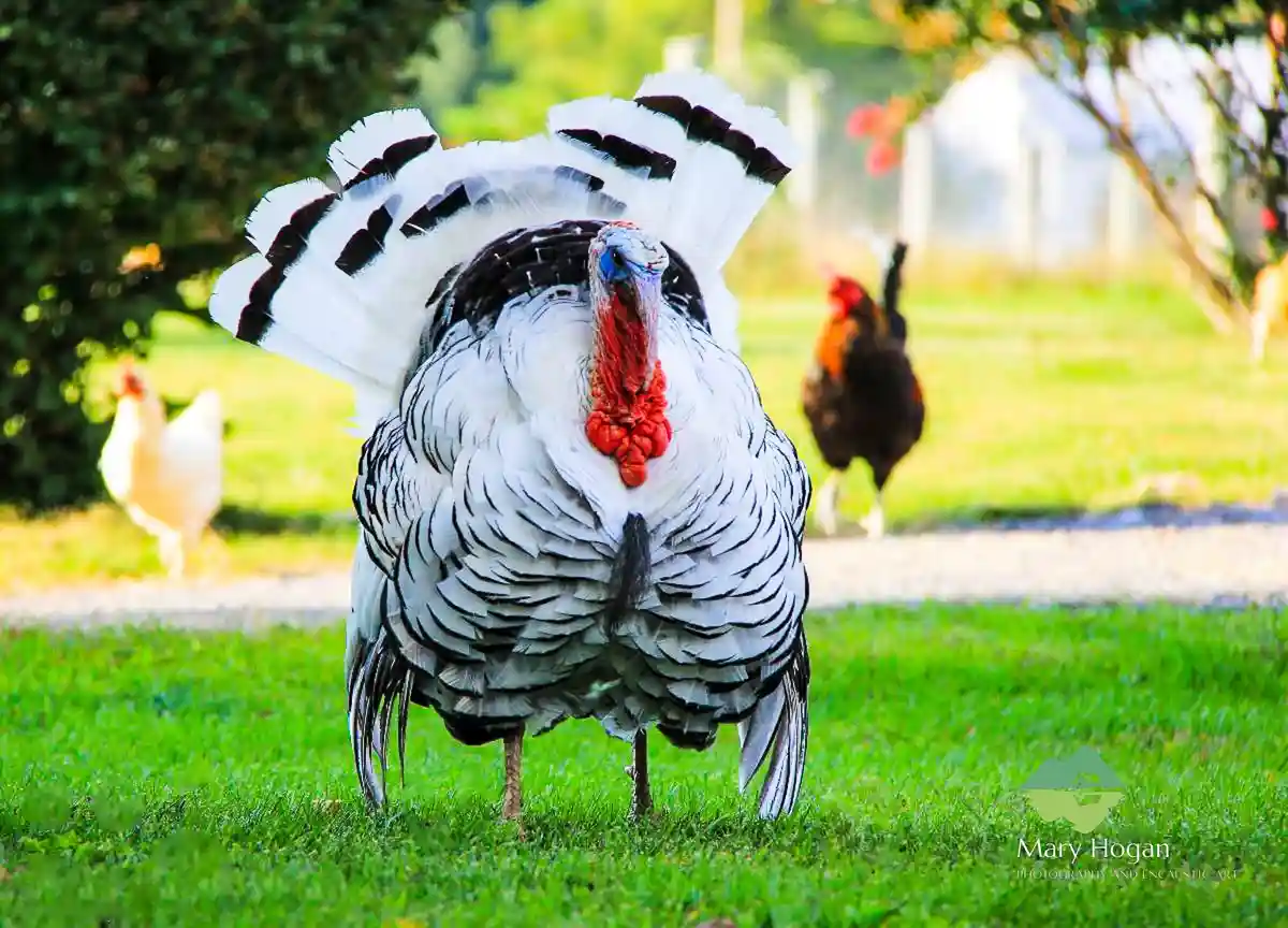 A male turkey with black and white feathers and a red wattle stands proudly in a grassy yard, its tail feathers fanned out…