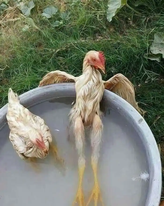 Two chickens are in a metal tub of water; one is upright with wings spread, looking upward, while the other is submerged and…