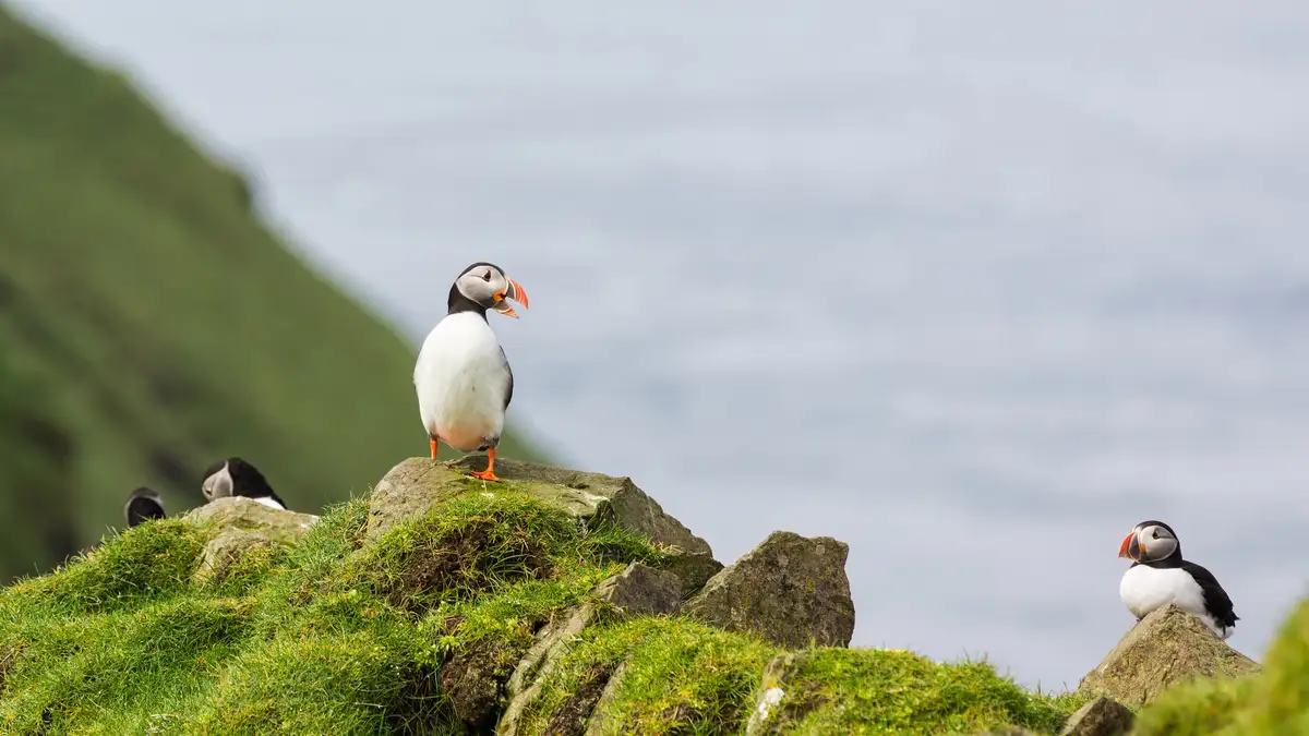 The Adorable Art of Puffins Perched in Their Natural Habitat
