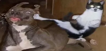 A black-and-white cat is captured mid-air, delivering a karate chop to the face of a grinning pit bull. The dog appears to…
