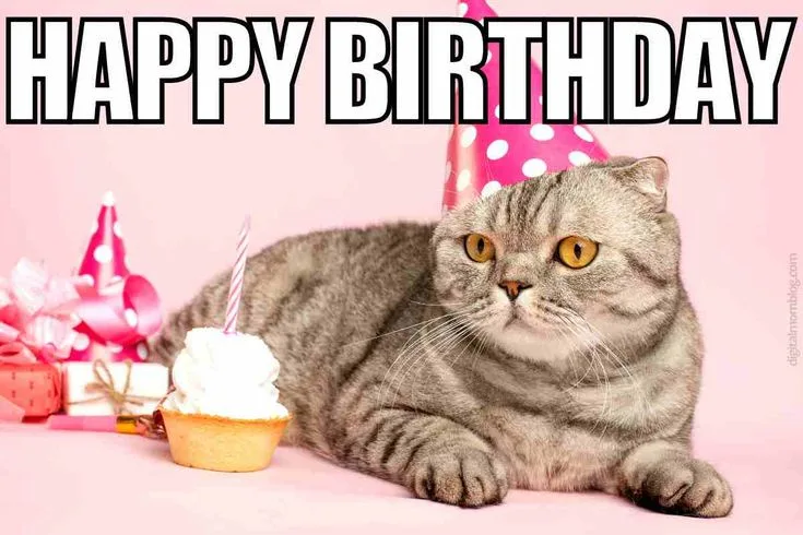 A gray tabby cat wearing a pink polka-dot party hat lies on a pink background next to a cupcake with a candle and wrapped…