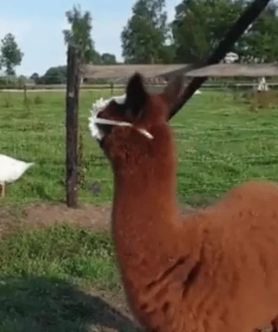 A brown alpaca stands in a grassy field near a wooden fence, with a white goose visible in the background. The alpaca is…