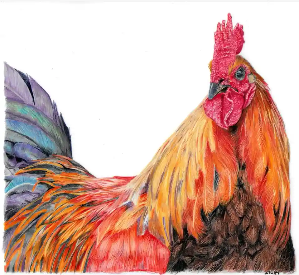 A detailed colored pencil drawing of a rooster with vibrant orange, red, and brown feathers, a prominent red comb and…