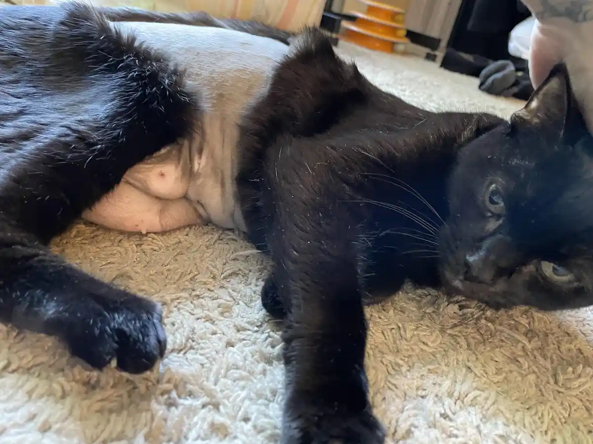A black cat with a light-colored belly is lying on its side on a textured rug, exposing its underbelly while looking at the…