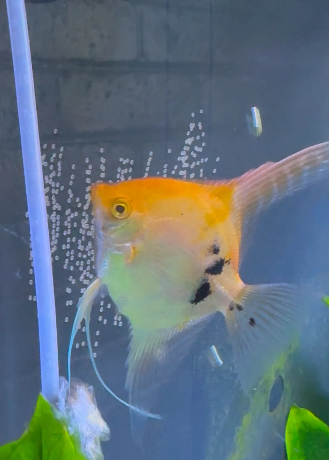 A close-up photo of a gold and white angelfish with black markings swimming in an aquarium, with air bubbles rising nearby…