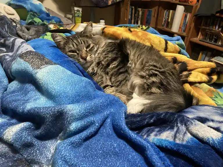 A gray tabby cat with white paws lies curled up on a pile of blankets, including a blue tie-dye one and a yellow…