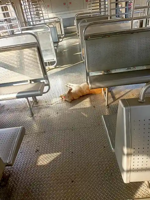 Snooze Dogg: The King of Chill