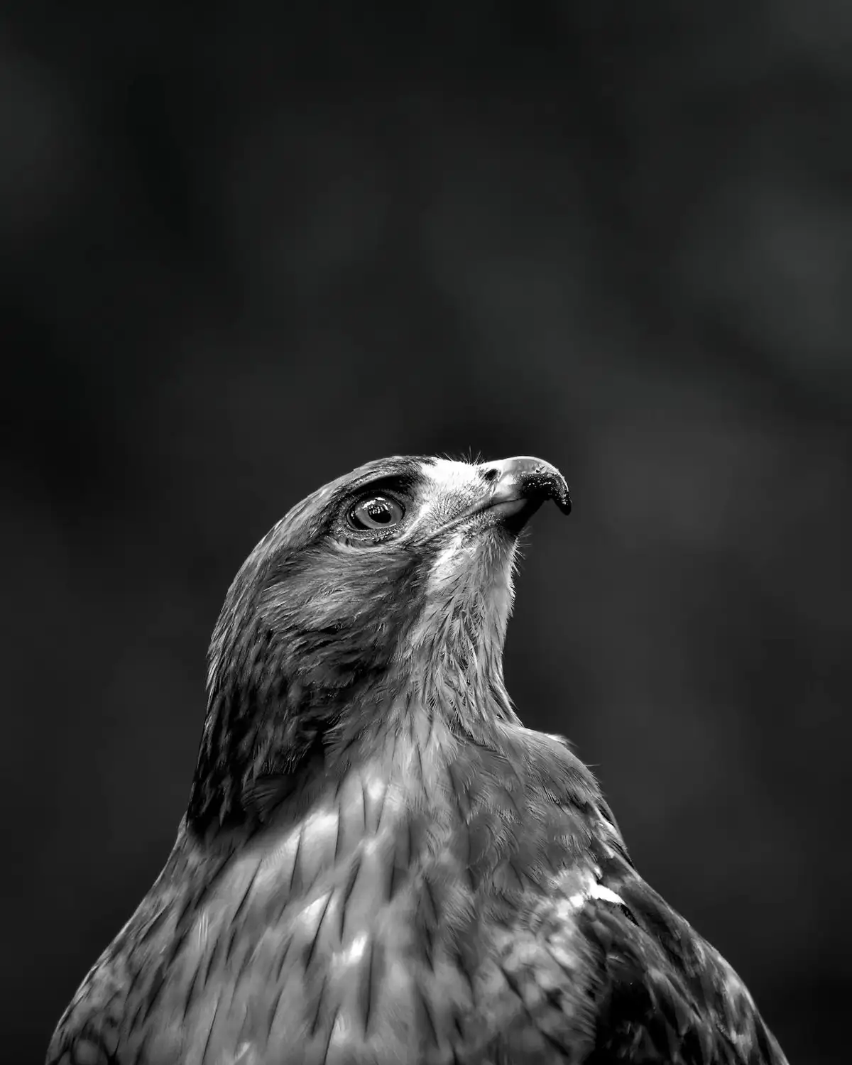 Let’s talk about the incredible raptors!