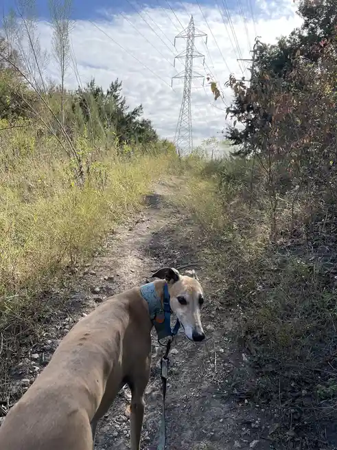 A tan greyhound wearing a blue harness and leash stands on a dirt trail in a grassy, wooded area, looking back at the camera…