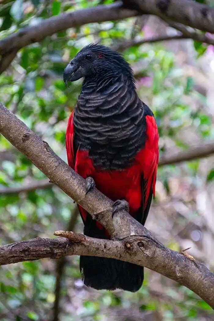 A black-and-red bird, likely a red-crowned parrot or similar species, perches on a tree branch with a stern, unimpressed…