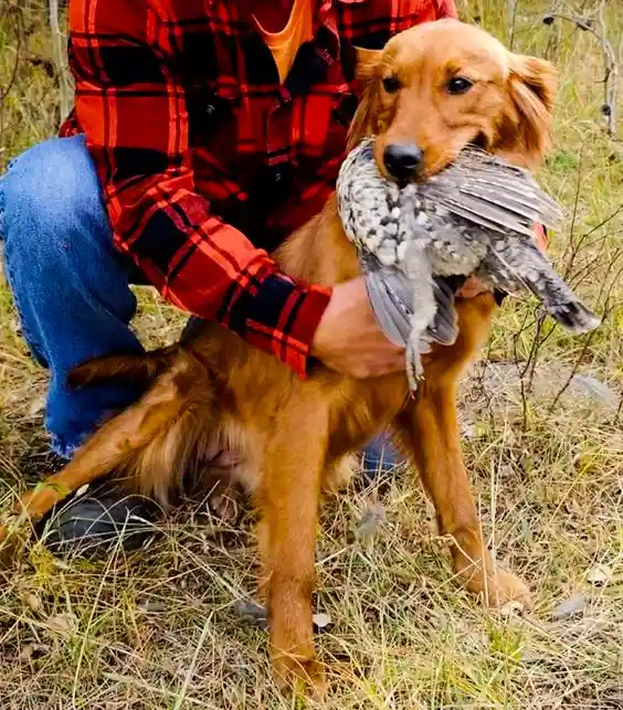 A golden retriever sits in tall grass with a person in a red plaid shirt kneeling beside it. The dog is holding a speckled…