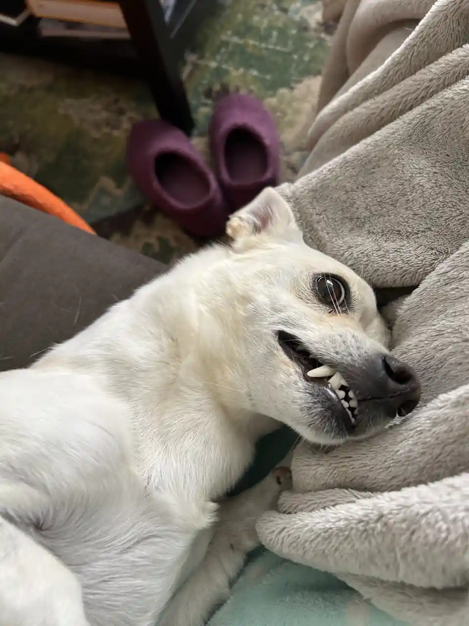 A white dog is lying on a couch, partially covered by a grey blanket, with its mouth open showing teeth in a way that looks…