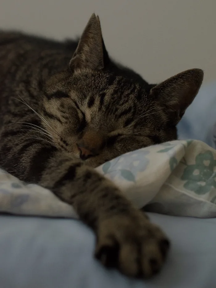 a tabby cat is sleeping peacefully on a bed with floral-patterned bedding, its eyes closed and one paw extended. The…