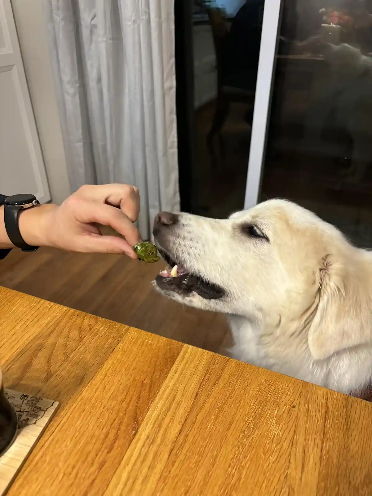 A light-colored dog with its mouth open is about to eat a small green piece of food held by a person's hand. The person…