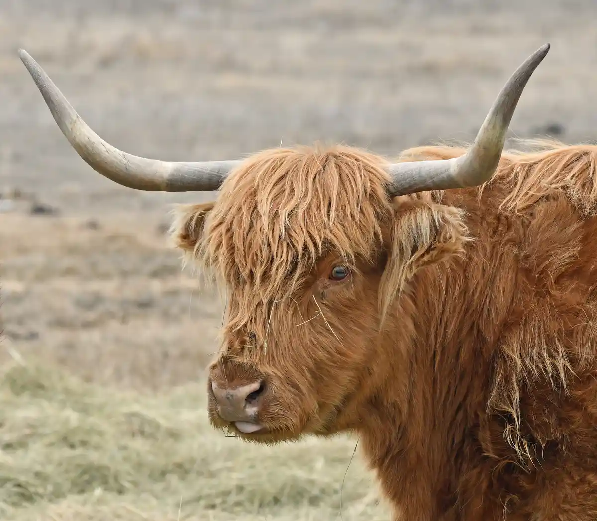 A close-up of a Highland cow with long, curved horns and shaggy reddish-brown fur, looking off to the side with a calm…