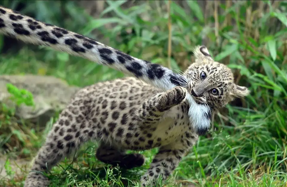 A young leopard cub in a grassy outdoor setting is captured mid-motion, playfully batting at its own tail with one paw while…