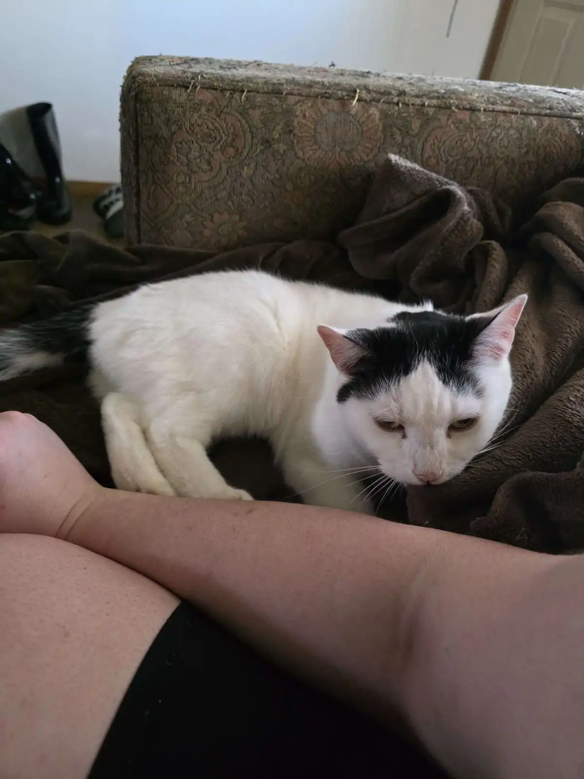 A white and black cat with a grumpy expression sits on a brown blanket on a worn couch, looking down at a person's arm…