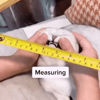 A six-panel meme shows a person measuring a cat's paw with a tape measure, then marking it with a pen, then measuring a…
