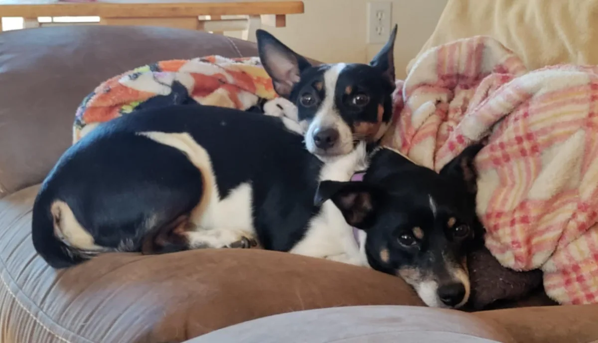 Two black and white dogs are curled up on a brown couch, partially covered by blankets. One dog looks directly at the camera…