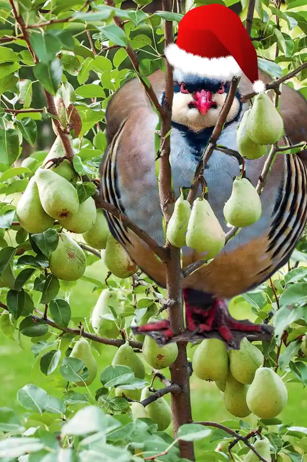 A large bird, resembling a chukar or similar game bird, is perched in a pear tree surrounded by green pears. The bird has a…