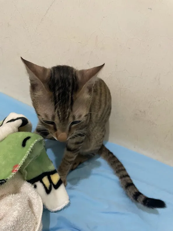 A small tabby kitten with striped fur sits on a blue blanket, looking down with half-closed eyes at a green and white plush…