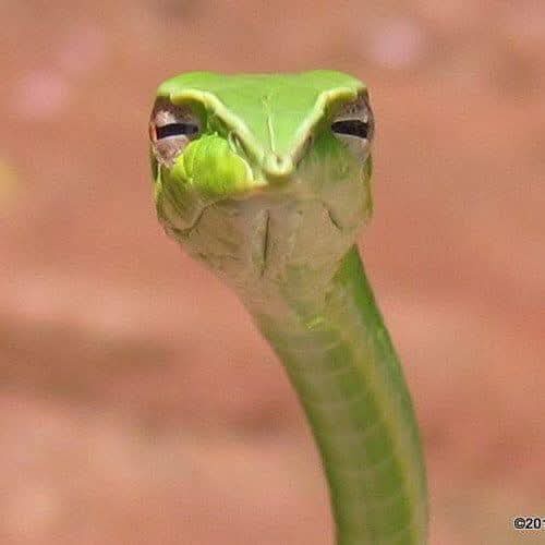 A close-up photo of a green snake with a very expressive, almost human-like face, looking directly at the camera with…