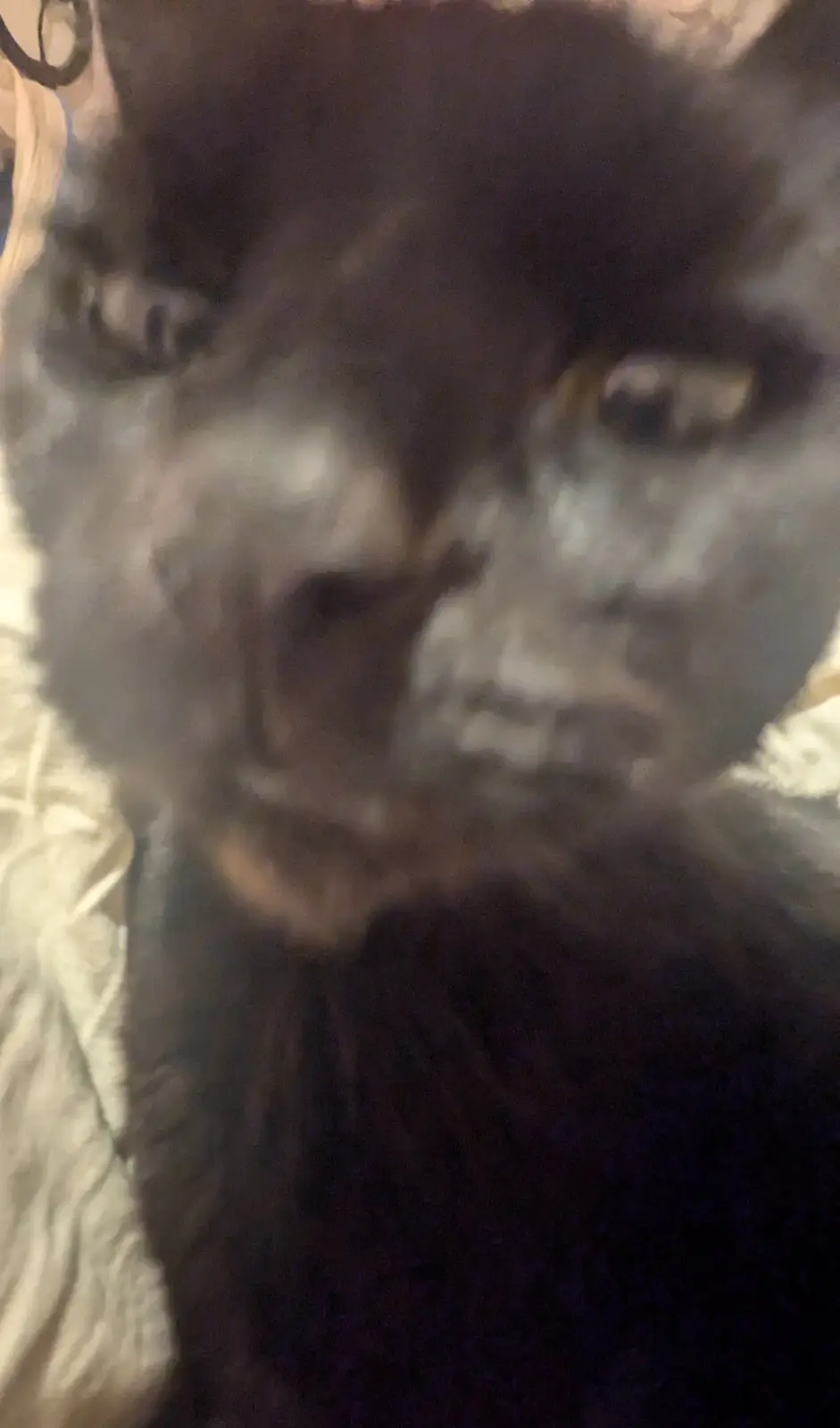 A blurry, close-up photo of a dark-furred cat with a stern, unimpressed facial expression, looking directly at the camera…