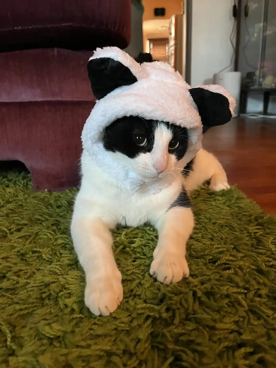 A black-and-white cat wearing a fluffy white panda costume with black ears and eye patches sits on a green shag rug, looking…