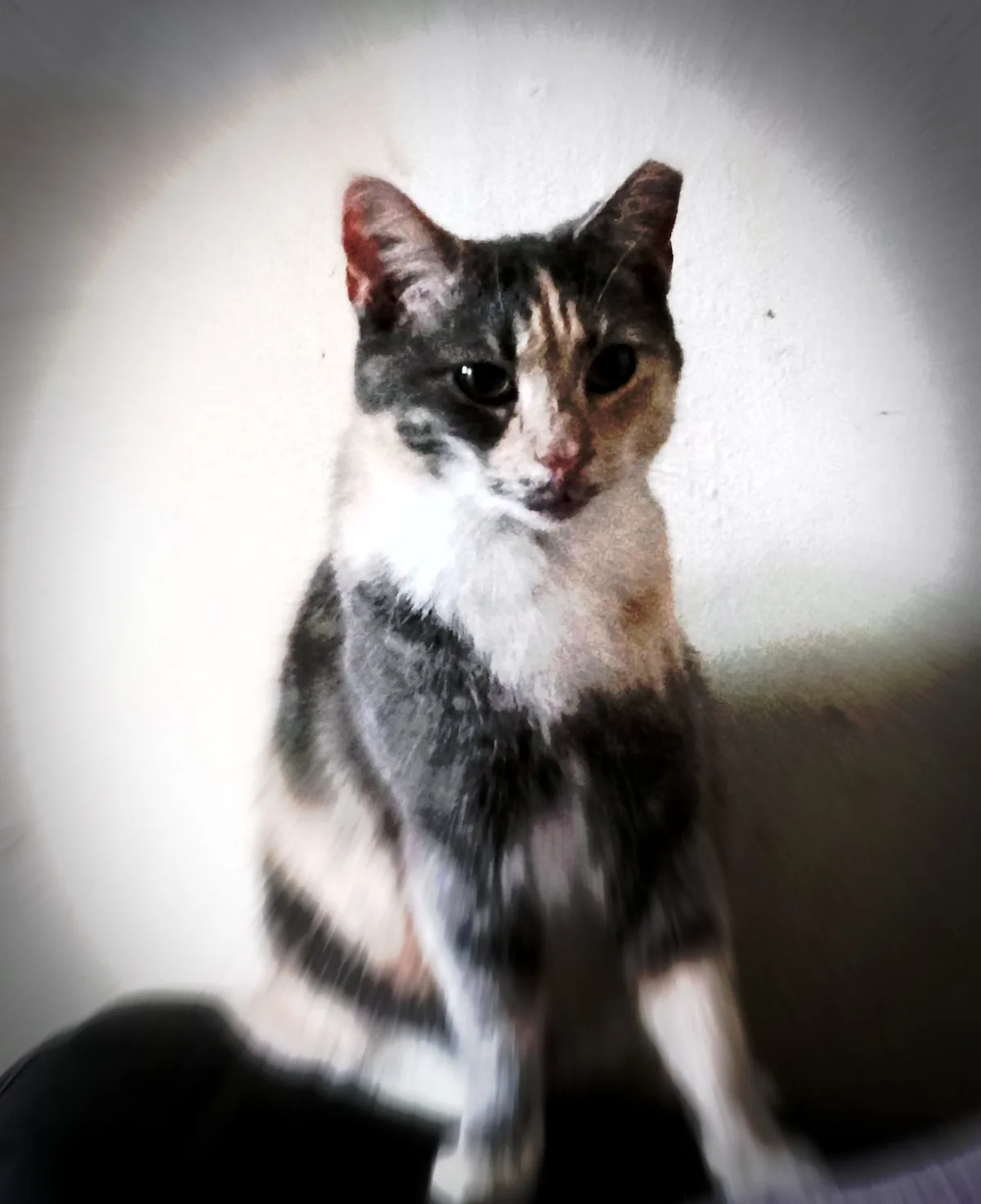 A blurry, low-resolution photo of a black, white, and brown cat sitting upright against a plain wall, with a vignette effect…