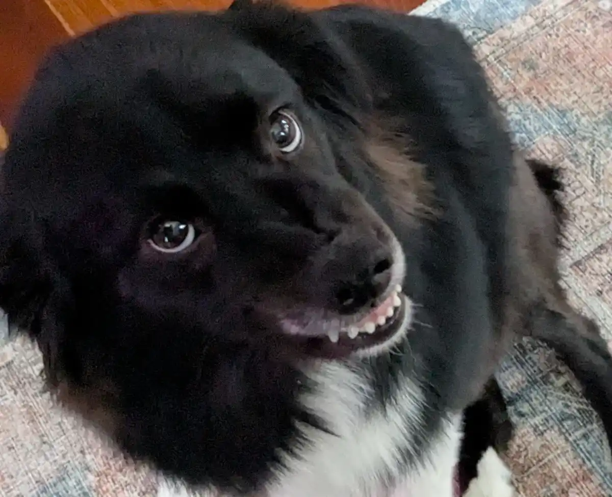 Thought You'd Enjoy Moxy's Adorable Submissive Grin!