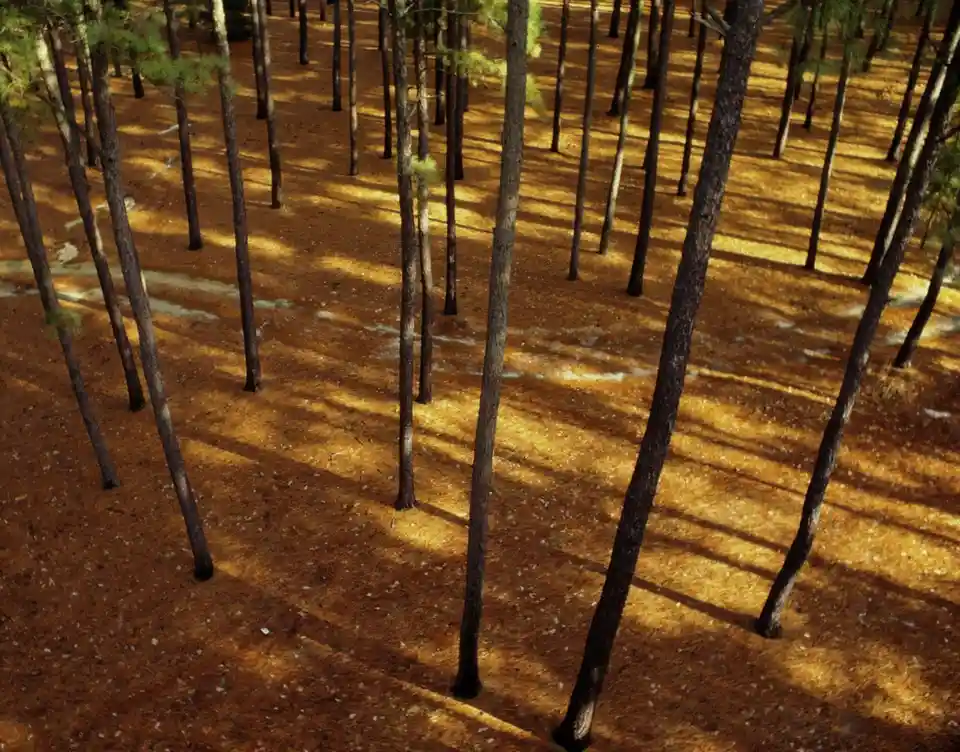 An overhead view of a pine forest with tall, thin tree trunks casting long, parallel shadows across a golden-brown pine…
