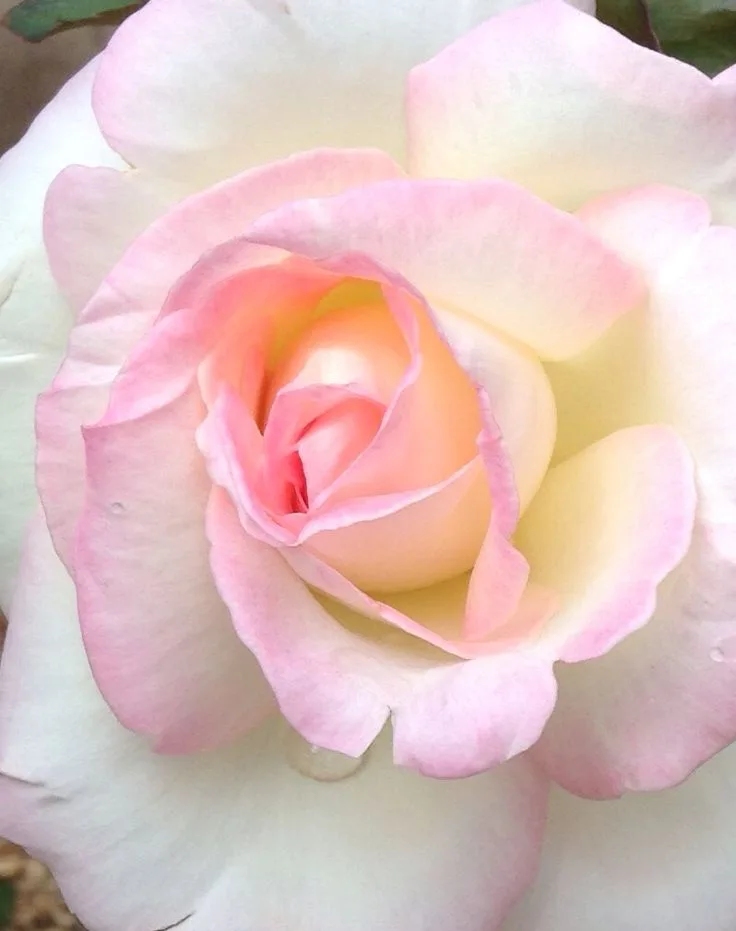 The Beauty of a Stunning Rose