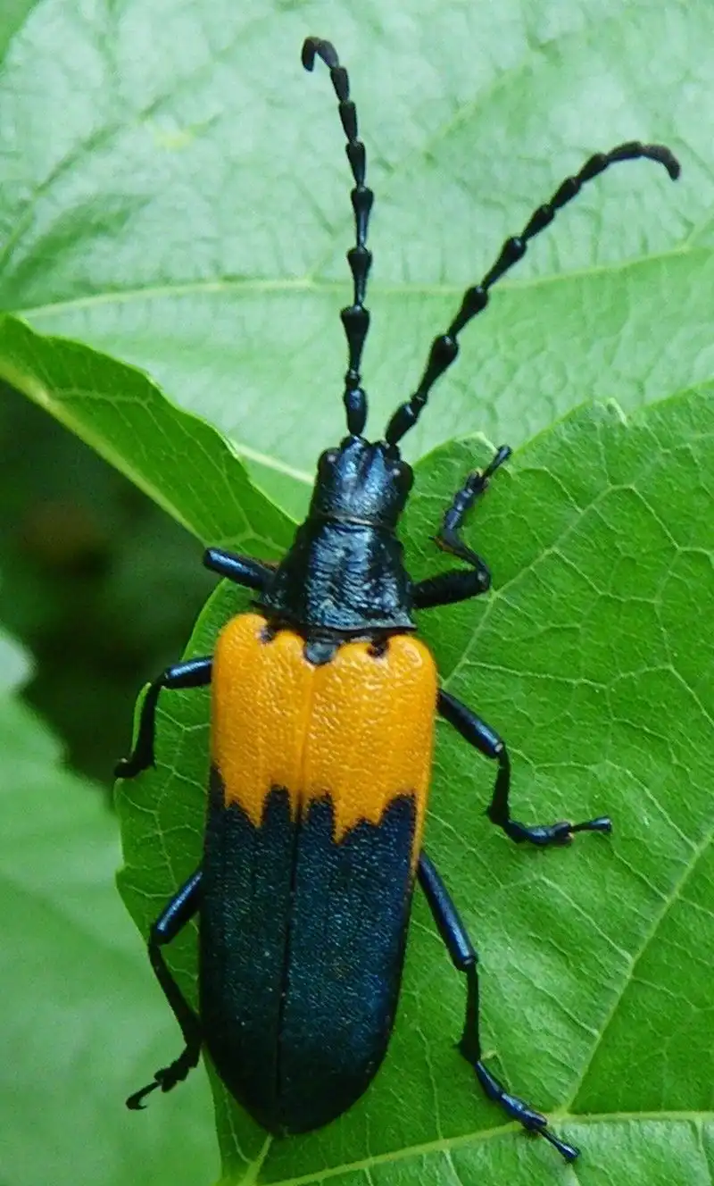 Meet the Fascinating Elderberry Longhorn Beetle