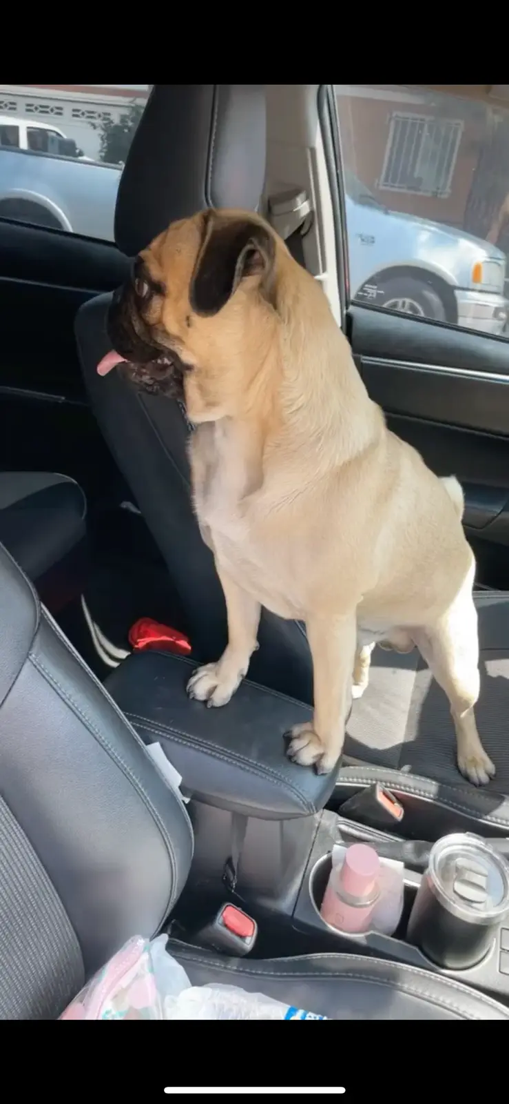 A fawn-colored pug is sitting upright on the passenger seat of a car, with its tongue out and looking toward the window. The…