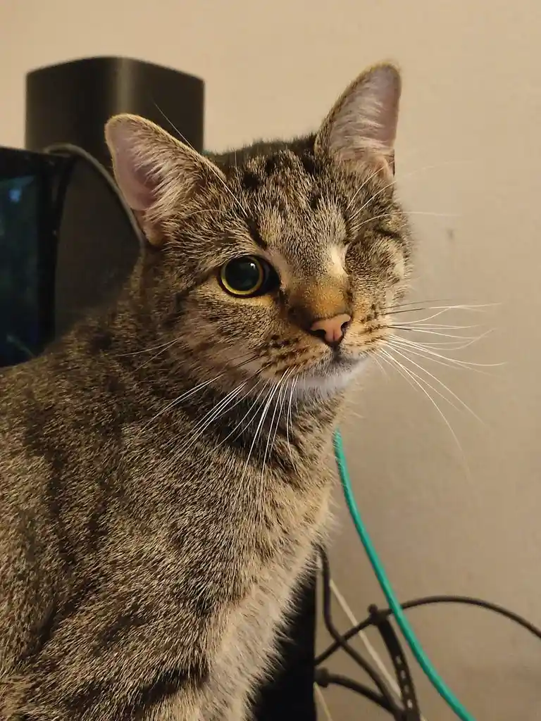 A close-up photo of a tabby cat with one eye open and the other winking, looking slightly to the side. The cat has a striped…