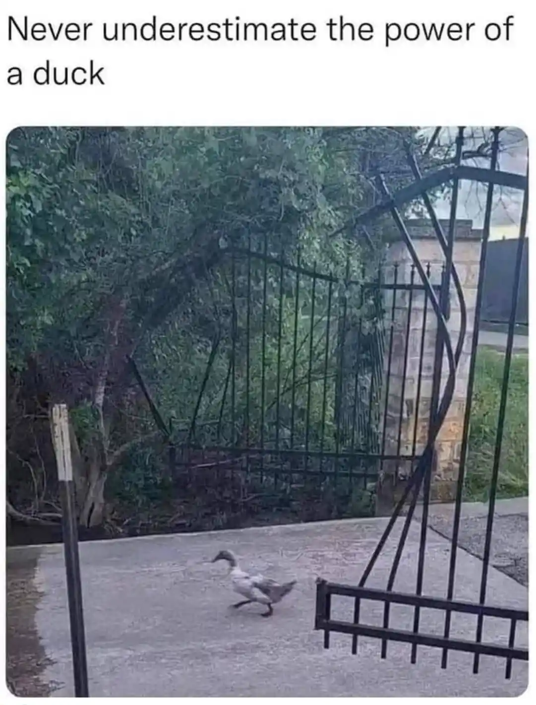 A duck is seen running on a paved surface toward a black metal gate, with green foliage and a stone wall in the background…