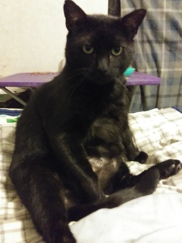 A black cat sits on a plaid blanket with a slightly unimpressed or sleepy expression, its body curled and one paw tucked…