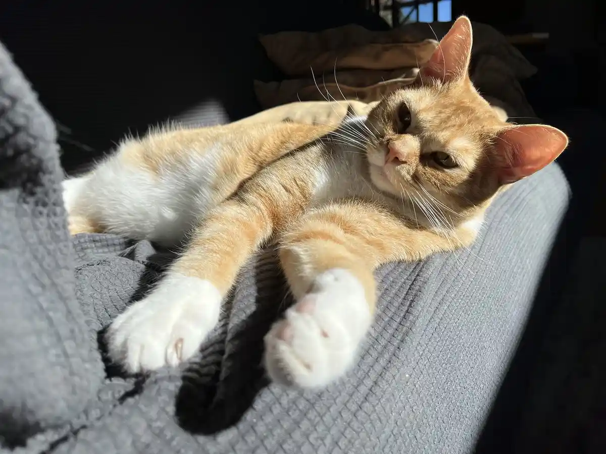 Meet Kevin: My Chunky, Adorable, and Slightly Odorous Cat