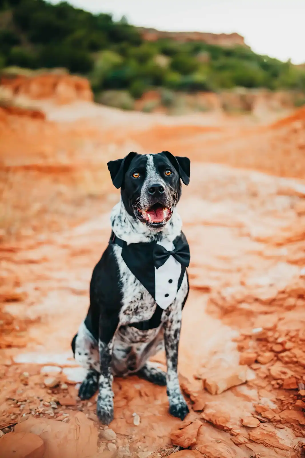 A black and white spotted dog sits on reddish-orange rocky terrain, wearing a miniature black tuxedo with a bow tie and…