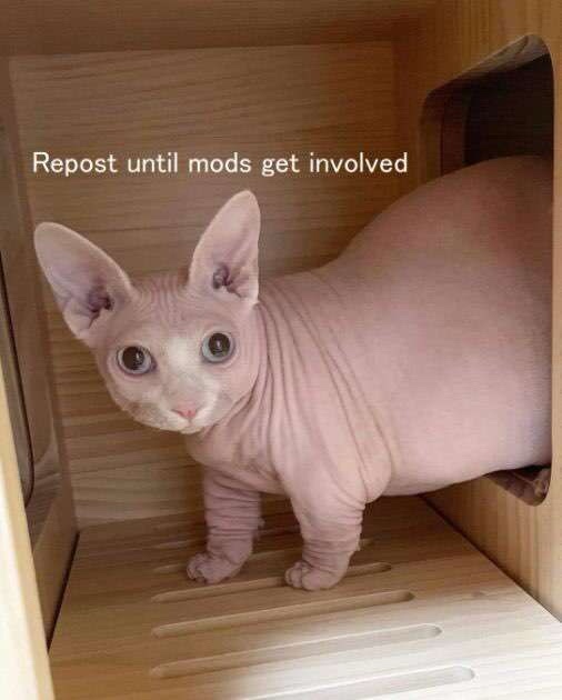 A hairless Sphynx cat with large ears and wide eyes stands inside a wooden cabinet, looking directly at the camera. White…
