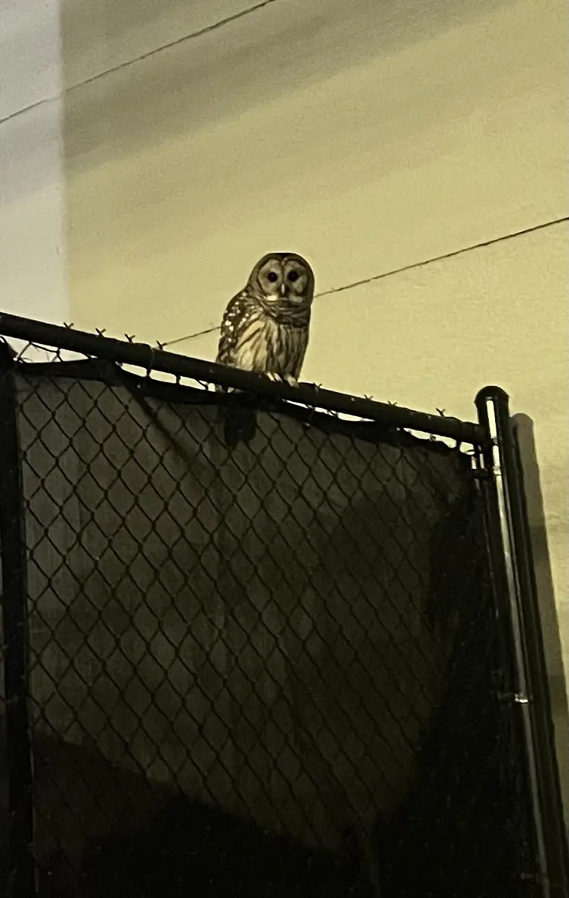 A barred owl perched atop a chain-link fence at night, staring directly at the camera with large, round eyes. The image has…
