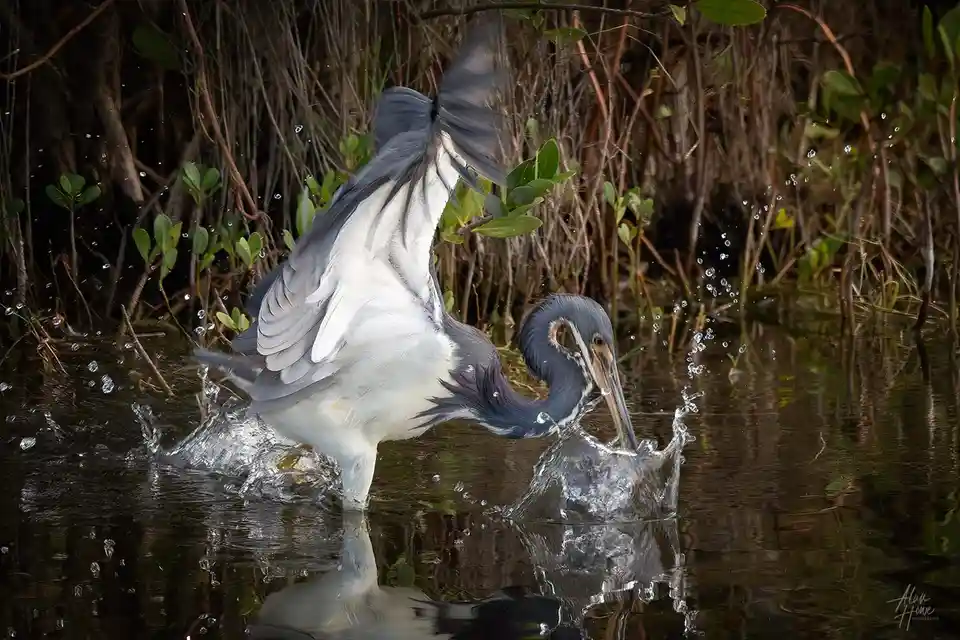 A blue heron stands in shallow water, wings flapping upward and its head dipping into the water, creating splashes. The…