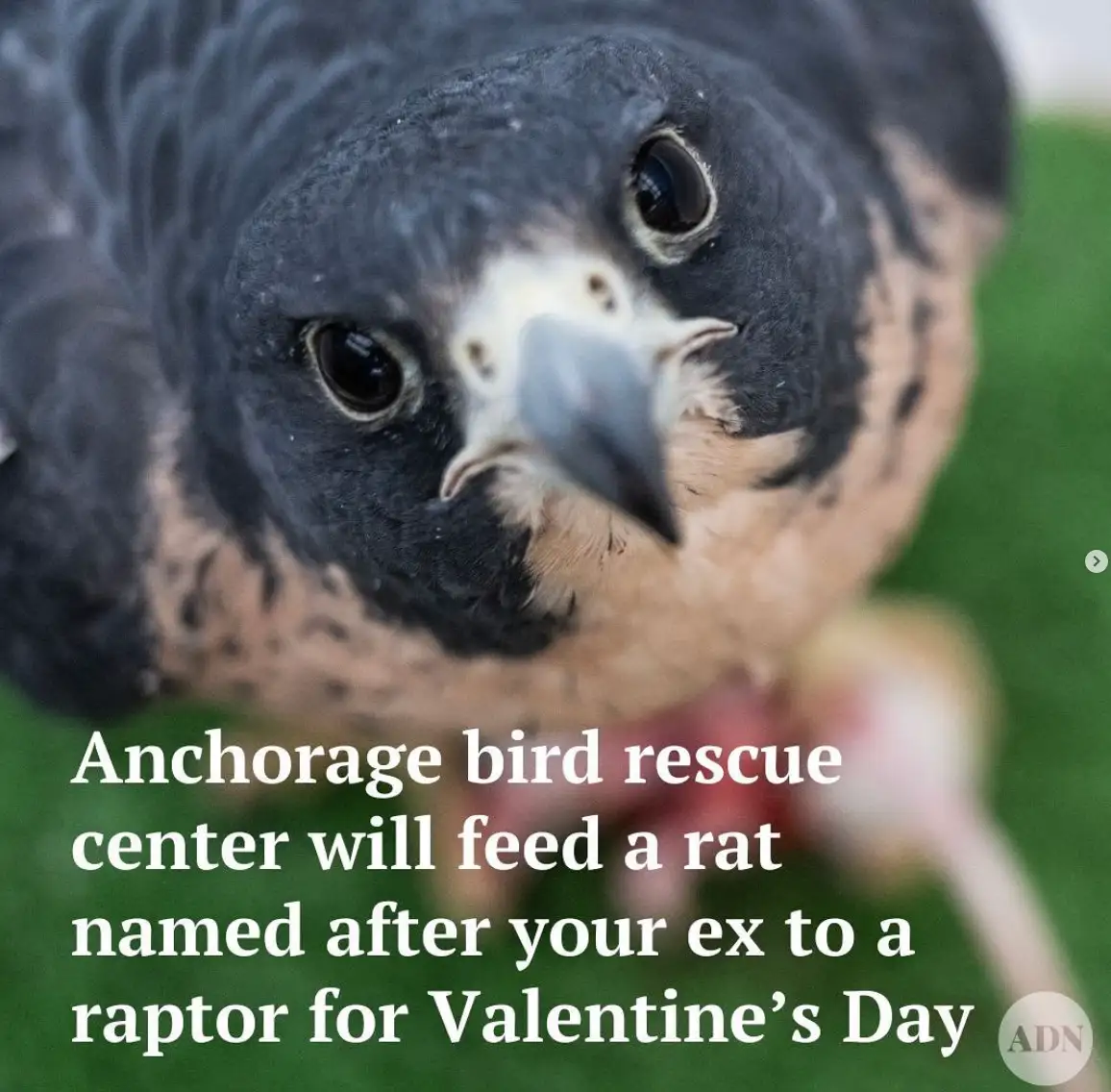 A close-up photo shows a raptor, likely a falcon, with dark feathers and a sharp beak, looking directly at the camera. The…