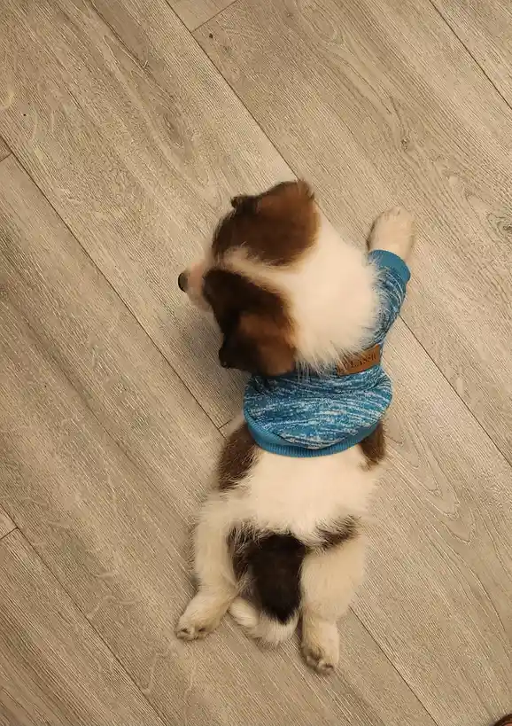 Nostalgic Moments with the Coca-Cola Can Puppy