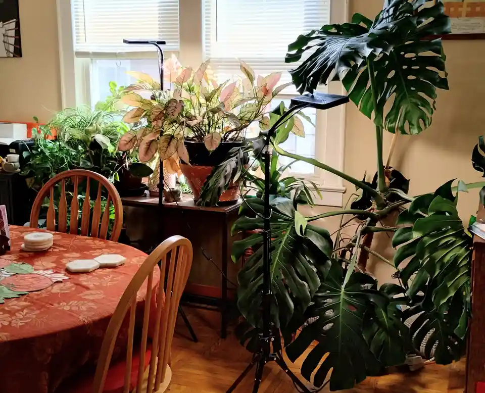 Who wants to check out my beautiful plants?