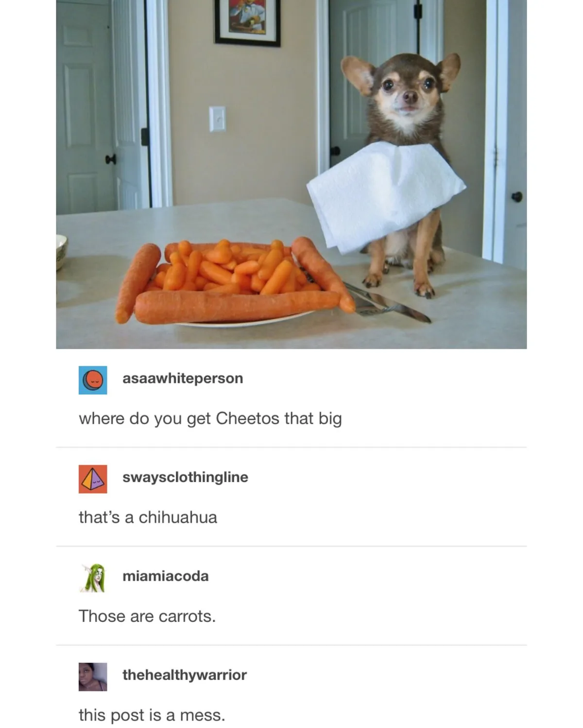 A small chihuahua sits on a kitchen counter with a white paper towel draped over its neck, looking at the camera. In front…