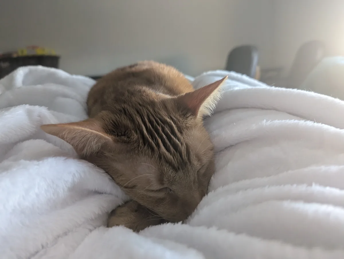 A brown tabby cat is curled up and sleeping soundly on a fluffy white blanket, with its eyes closed and ears relaxed. The…